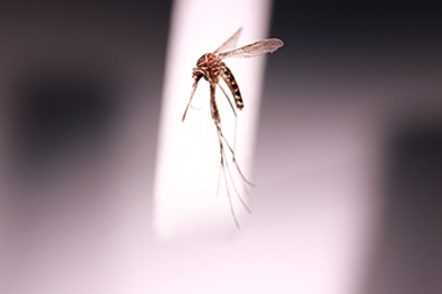 Image of Aedes notoscriptus one of two mosquito's most commonly found in Liverpool. 